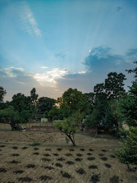 Trees on field against sky at sunset