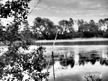 Fishing rod by trees against sky