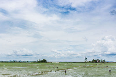 Scenic view of agricultural field against sky