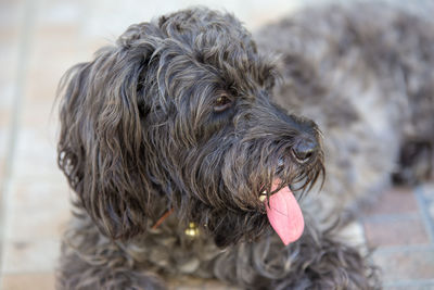 Close-up of a dog