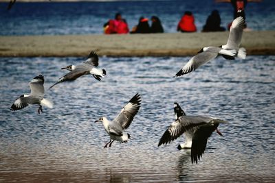 Seagulls flying over water