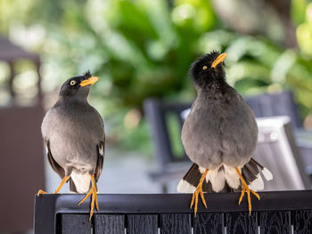 Close-up of birds perching on railing