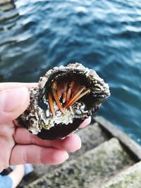 Close-up of hand holding crab by sea