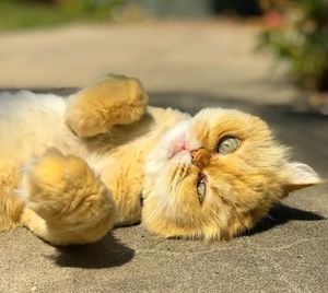 Close-up of a cat
