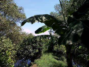 Low angle view of a tree