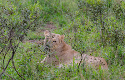 Lioness with a gps transmitter around neck in nature reserve in hluhluwe national park south africa