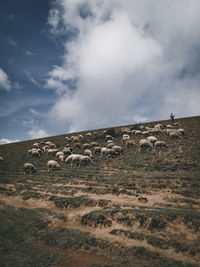 View of sheep on field against sky