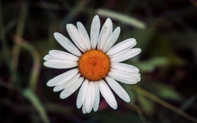 Close-up of white flower blooming outdoors