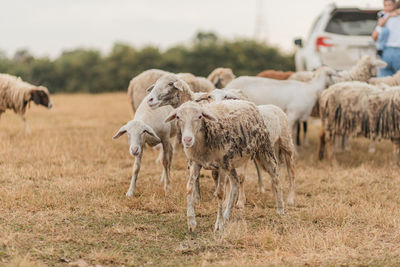 Sheep grazing on field