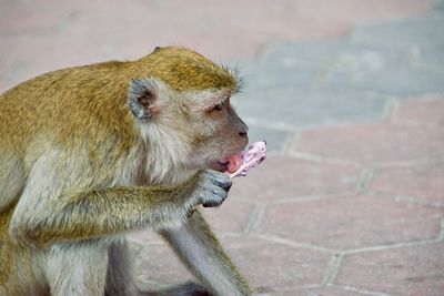 Close-up of a monkey