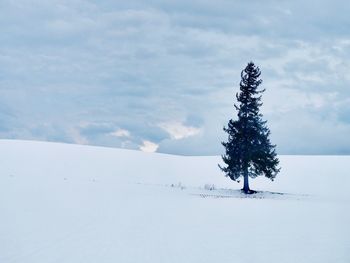 Pine tree on snow covered field against sky