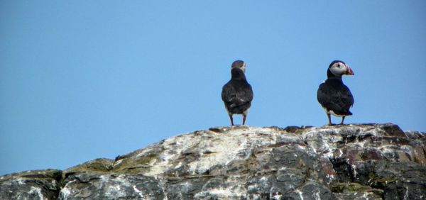 Low angle view of bird perching on rock