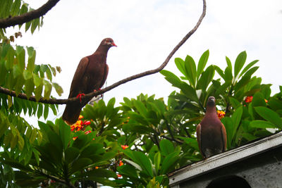 Low angle view of birds perching on tree