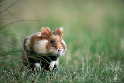 Close-up of a rabbit on field