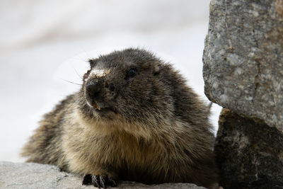 Close-up of a marmot on rock