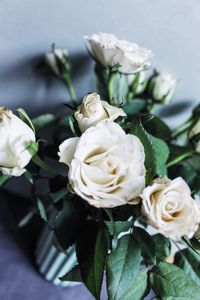 Close-up of white rose