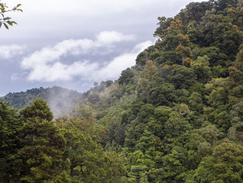 Scenic view of forest against sky