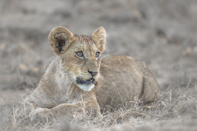 Lion cub in forest