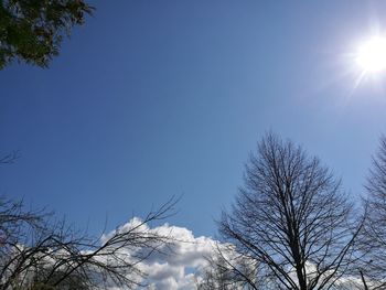 Sun shining through trees