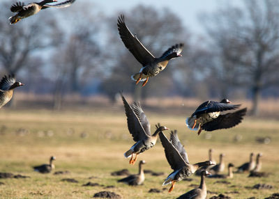 Flock of birds flying over land