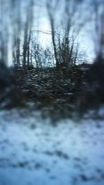 Close-up of tree against sky during winter