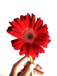 Close-up of hand holding red flower against white background