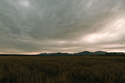 Scenic view of agricultural field against sky during sunset