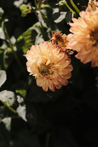 Close-up of flowering plant in park