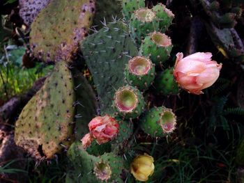 Close-up of plants growing on field