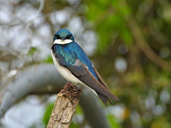 Close-up of bird perching on branch