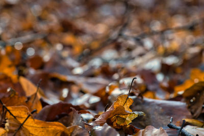 Close-up of dried leaves on plant