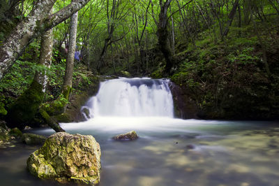 Scenic view of waterfall in forest