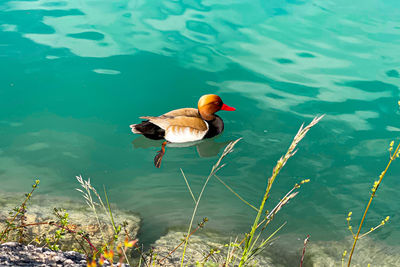 High angle view of duck swimming in lake