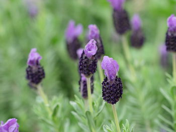 Close-up of purple flowering plant on field