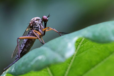 Close-up of fly on leaf