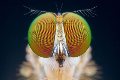 Close-up of fly