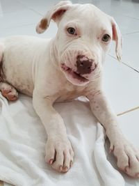 Portrait of dog lying on bed