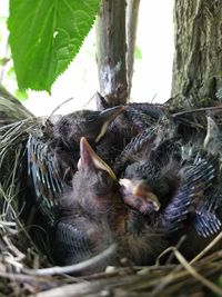 Close-up of a bird in nest