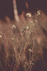 Close-up of wilted plant on field