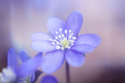 Close-up of purple flowering plant