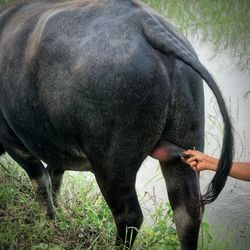 Close-up of horse grazing on grass