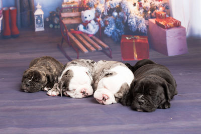 Close-up of english bulldog puppies sleeping on christmas backdrop