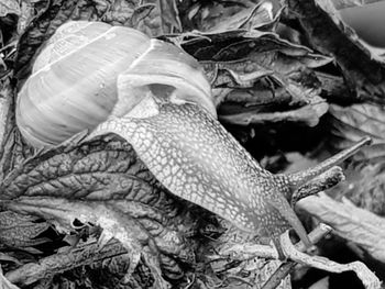 Close-up of a lizard