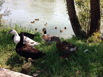 Ducks in a lake