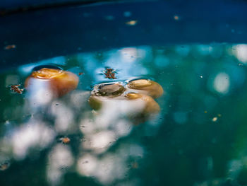 Close-up of jellyfish swimming in sea