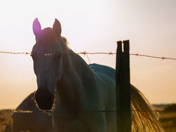 View of horse in ranch against sky during sunset