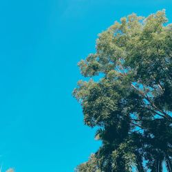 Low angle view of tree against blue sky