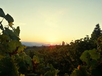 Plants and trees against sky during sunset