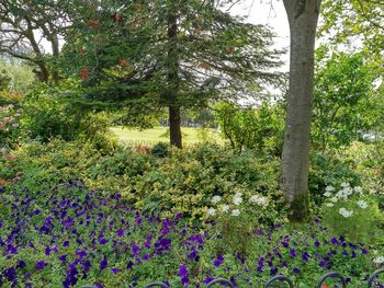 Flowers growing on tree