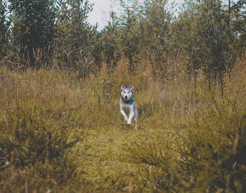 Dogs running on field